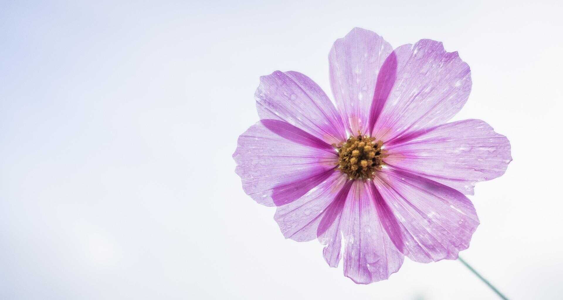 FREE ZOOM BASIC FLOWERS WORKSHOP